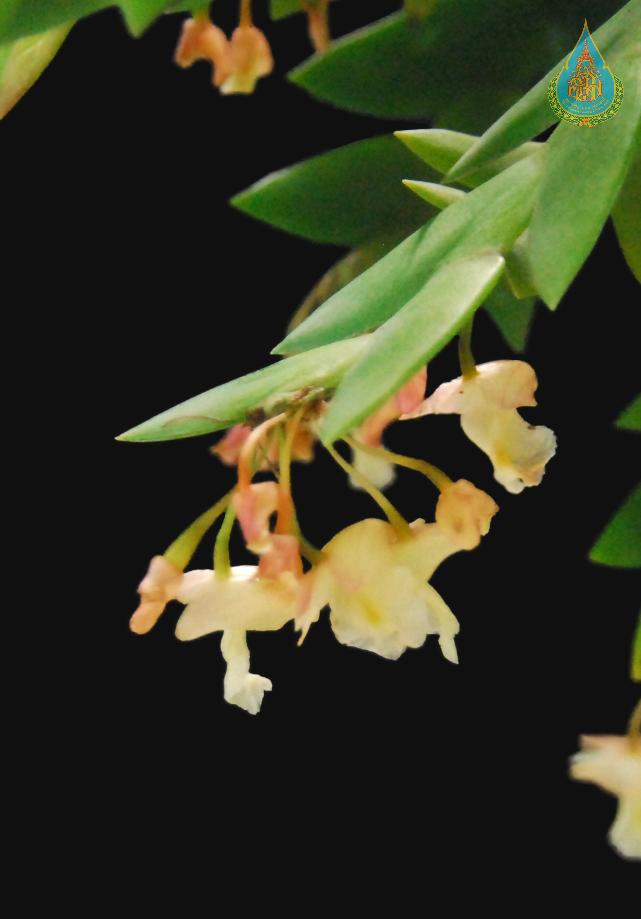 กล้วยไม้ก้างปลา Dendrobium bilobulatum Seidenf.<br/>ORCHIDACEAE